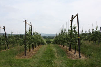 Thumbnail for 'Field lab trial film' page