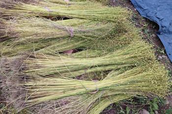 Thumbnail for 'Harvest update and the future of linen in Scotland' page