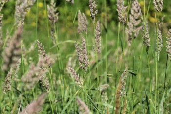 Thumbnail for 'News article: Northern farmers trial nature-friendly grass species to save costs and boost resilience' page