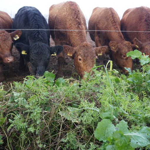 Thumbnail for 'Crop trials to diversify winter fodder for cattle and wildlife' page