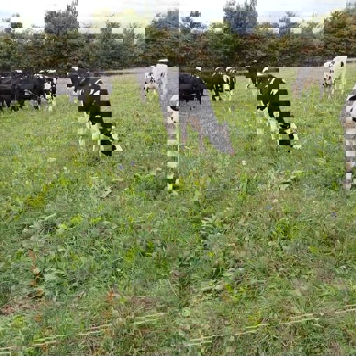 Thumbnail for 'How To Build A More Resilient Grazing Operation' page