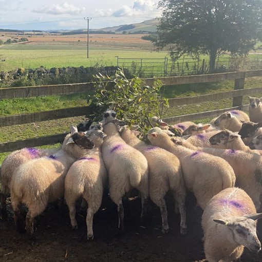 Thumbnail for 'Umbraco.Cms.Core.Models.MediaWithCrops`1[SAIF.Umbraco.Models.Image]' page