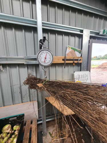 Weighing the dried, retted flax