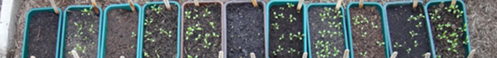 Germination trial in pots