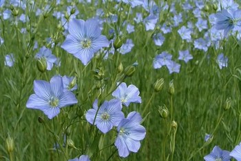 Thumbnail for 'Flax Variety trial coordinator blog' page