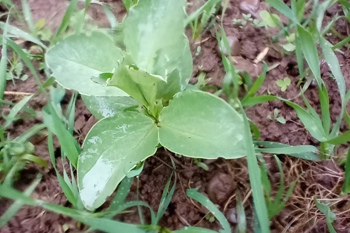 Thumbnail for 'LEGUMINOSE blog - results from year 1' page