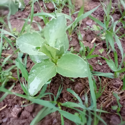 Thumbnail for 'An opportunity to join an international study into intercropping' page