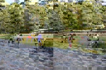 Thumbnail for 'Flax harvest 2024 is underway!' page