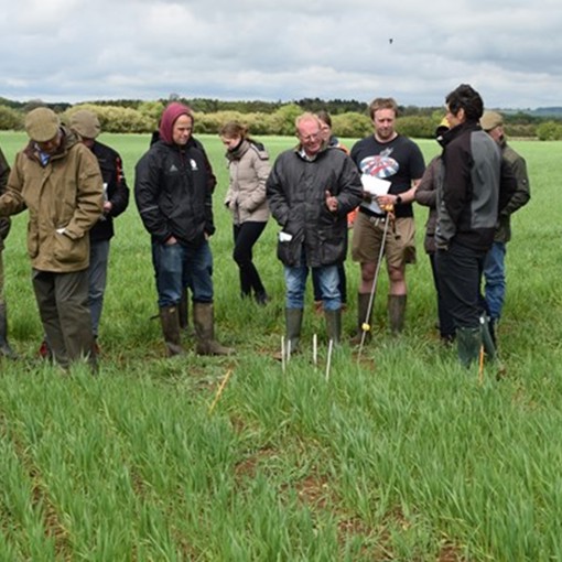 Thumbnail for 'Can we discover wheat varieties better suited to organic farming?' page