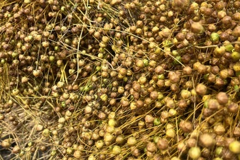 Thumbnail for 'Scotland Proves Flax Can Grow but Cannot Yet Build an Industry' page