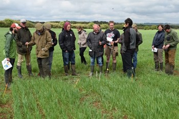 Thumbnail for 'Organic and low input farmers disadvantaged by current wheat breeding system' page