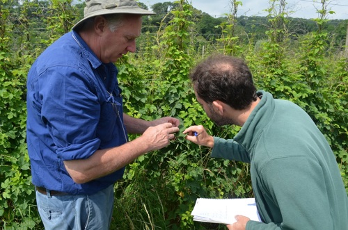 John Walker inspecting hops