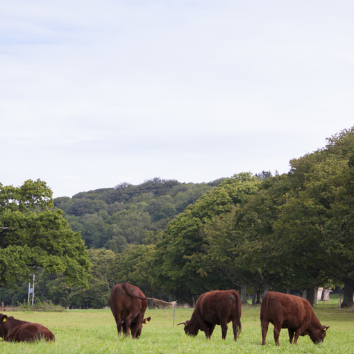Thumbnail for 'Exploring the challenges of the 2022 summer in pasture systems' page