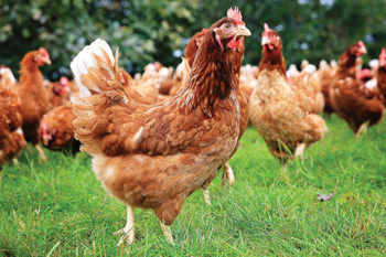 Thumbnail for 'How bokashi is helping a poultry farms nutrient management' page