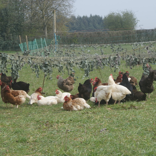 Thumbnail for 'Farmer-led transition away from imported soya' page